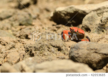 貝尼女紅紅 42053685