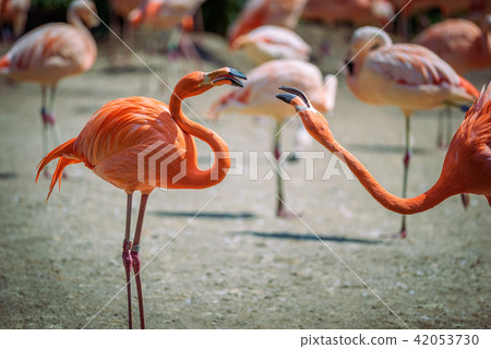 Two Caribbean Flamingos in fight Two Caribbean Flamingos in fight 42053730