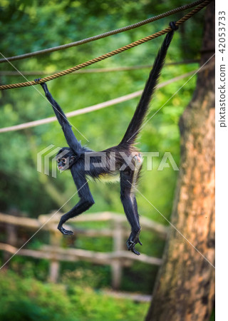 Geoffroy's Spider Monkey hangin on a rope 42053733