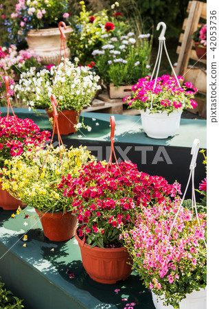 flowers in pots to decorate the streets, houses and balconies   42053736