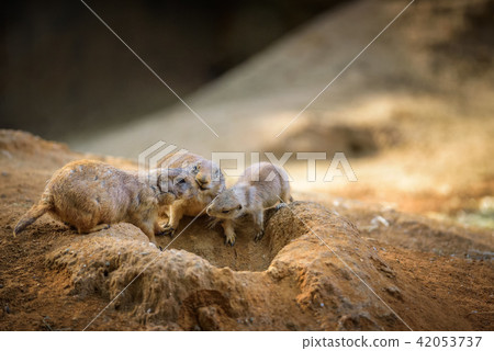 Three prairie dogs at their lair 42053737