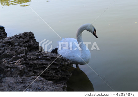 White swan posing in the park White swan posing in the park 42054872