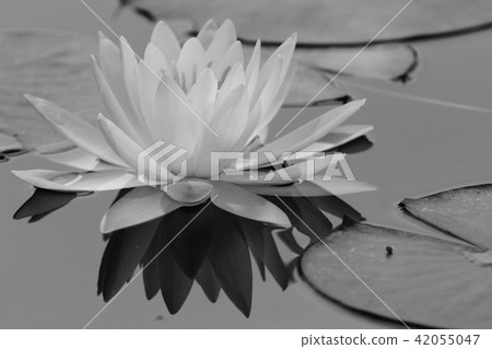 Matsushima-en Garden Water Lily 2018 42055047