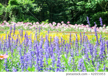 lavender 42055953