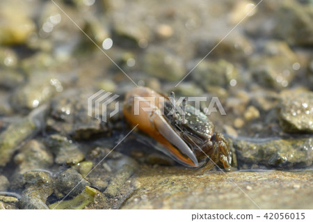 Shimei moneki orange orange Shimei moneki orange orange 42056015