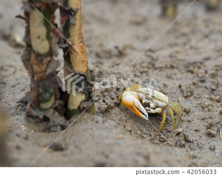 Shimei moneki orange orange 42056033