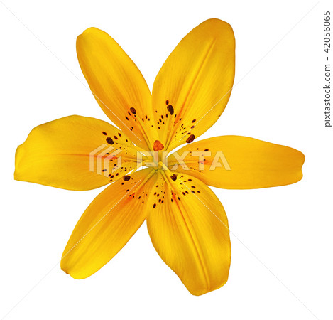 flower yellow orange  lily isolated on white 42056065