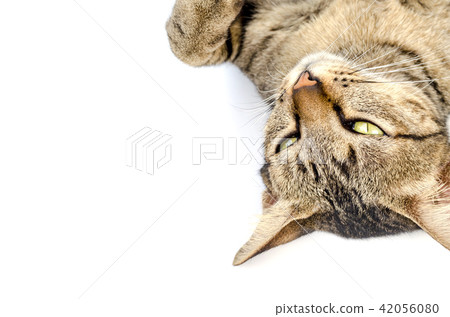 cute short hair tabby isolated 42056080