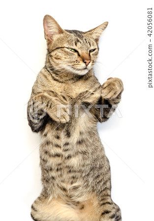 cute short hair tabby isolated 42056081