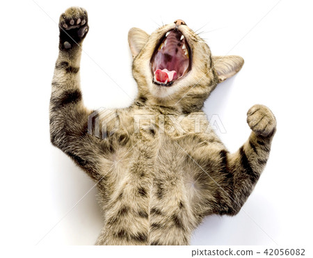 tabby cat yawning tabby cat yawning 42056082