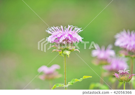 Pink bergamot flowers Pink bergamot flowers 42056366