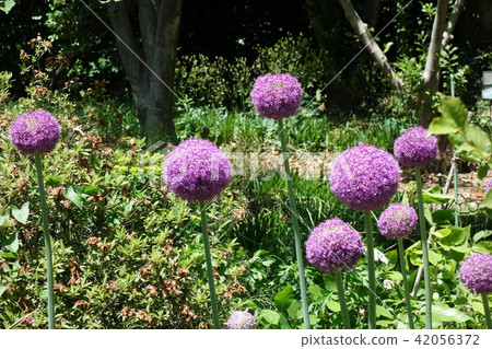 Fukuya綠色allties，蔥屬·gigantium 42056372