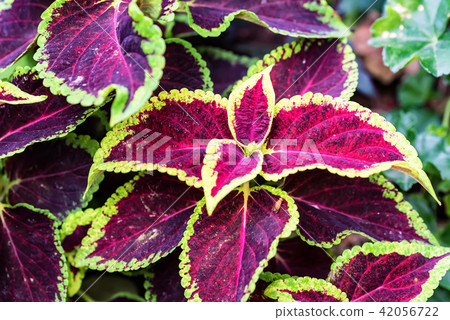 Red coleus leaves close 42056722