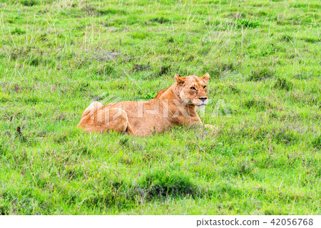 Lioness rests in savanna 42056768