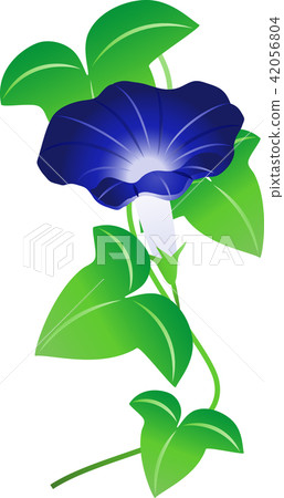 Blue morning glory Blue morning glory 42056804