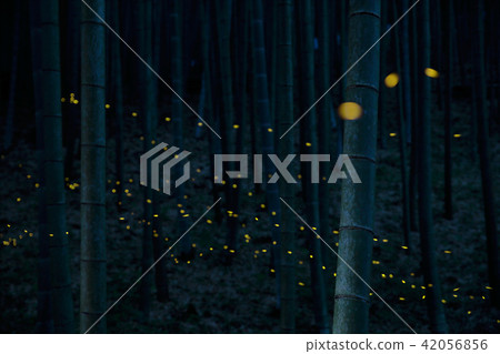 大分縣佐伯市二橋地區的姬公主 42056856