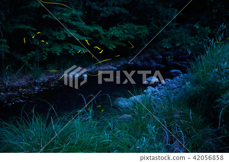 Genida螢火蟲在大田縣Tamisuusa的尾崎區 Genida螢火蟲在大田縣Tamisuusa的尾崎區 42056858