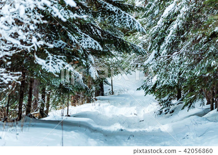 Fantastic winter forest covered with snow Fantastic winter forest covered with snow 42056860