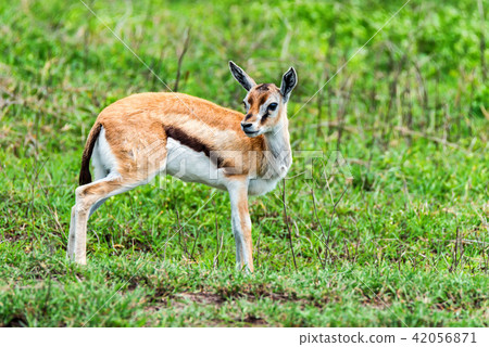 Wild Thompson's gazelle Eudorcas thomsonii 42056871