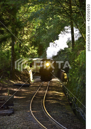 嘉義縣 阿里山鄉 阿里山國家森林遊樂區 阿里山森林鐵路 森林 嘉義縣 阿里山鄉 阿里山國家森林遊樂區 阿里山森林鐵路 森林 42056930