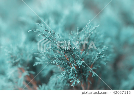 Coniferous plant 42057115