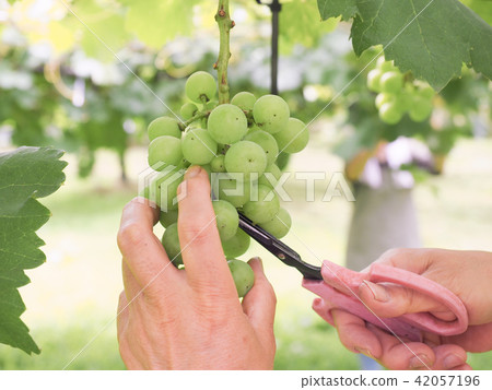 Women's hand working to grape grapes Women's hand working to grape grapes 42057196