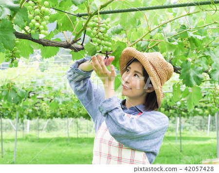一個努力挑選葡萄的女人 一個努力挑選葡萄的女人 42057428