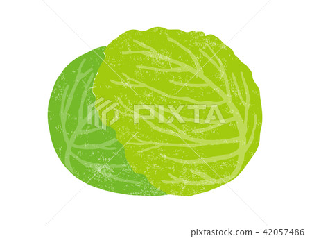 白菜水彩畫 42057486