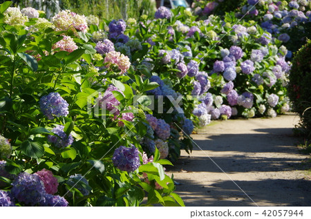 繡球花 - 在愛媛縣西條的螢火蟲村 - 繡球花 - 在愛媛縣西條的螢火蟲村 - 42057944