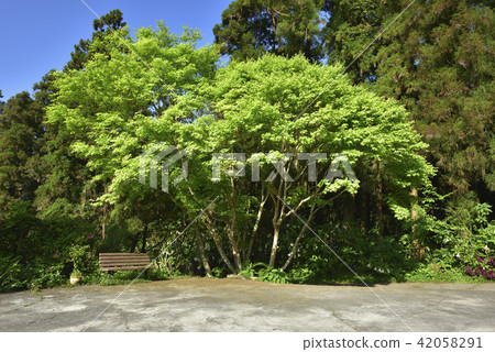 奮起湖 楓樹 綠色 42058291