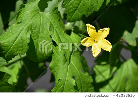 Botanical flowers Botanical flowers 42058630