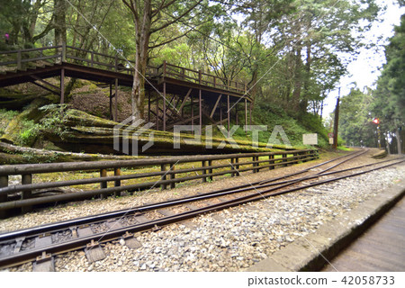 阿里山神木遺跡 巨木 阿里山國家風景區 42058733