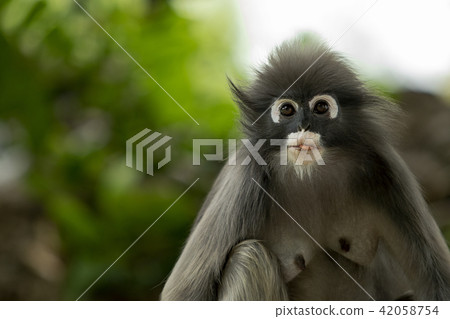 face of wilderness leaves monkey 42058754