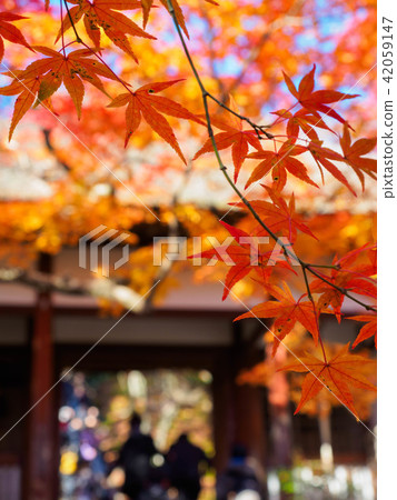 Autumn leaves of Kyoto Jonkoji temple Autumn leaves of Kyoto Jonkoji temple 42059147