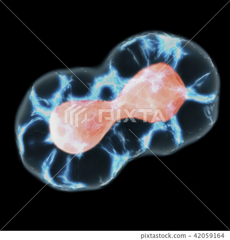Meiosis In Telophase And Cytokinesis Stage 42059164