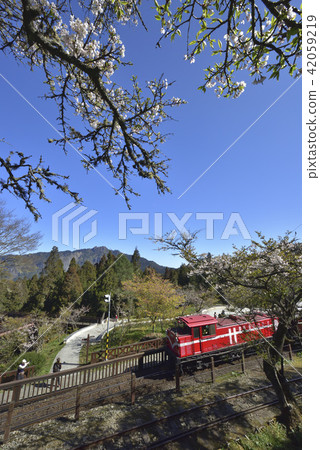 嘉義縣 阿里山鄉 阿里山森林遊樂區 阿里山森林鐵路 森林 阿里山國家風景區 42059219