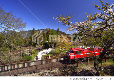 嘉義縣 阿里山鄉 阿里山森林遊樂區 阿里山森林鐵路 森林 阿里山國家風景區 42059223