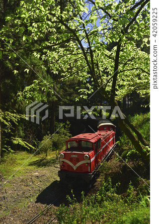 Chiayi County Alishan Township Alishan Forest Recreation Area Alishan Forest Railway Forest Alishan National Scenic Area Chiayi County Alishan Township Alishan Forest Recreation Area Alishan Forest Railway Forest Alishan National Scenic Area 42059225