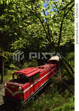 嘉義縣 阿里山鄉 阿里山森林遊樂區 阿里山森林鐵路 森林 阿里山國家風景區 嘉義縣 阿里山鄉 阿里山森林遊樂區 阿里山森林鐵路 森林 阿里山國家風景區 42059228