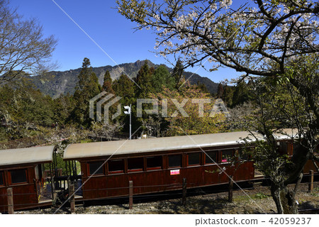 嘉義縣 阿里山鄉 阿里山森林遊樂區 阿里山森林鐵路 森林 阿里山國家風景區 42059237