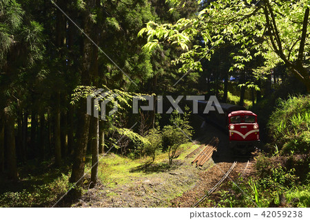 嘉義縣 阿里山鄉 阿里山森林遊樂區 阿里山森林鐵路 森林 阿里山國家風景區 嘉義縣 阿里山鄉 阿里山森林遊樂區 阿里山森林鐵路 森林 阿里山國家風景區 42059238