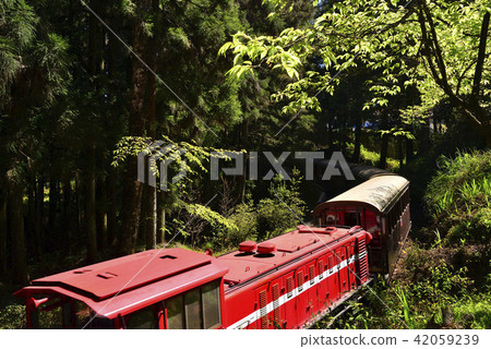 嘉義縣 阿里山鄉 阿里山森林遊樂區 阿里山森林鐵路 森林 阿里山國家風景區 42059239