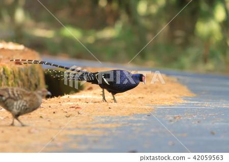 帝雉,台灣帝雉,黑長尾雉 帝雉,台灣帝雉,黑長尾雉 42059563