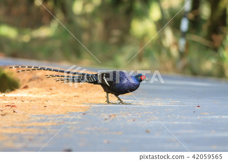 帝雉,台灣帝雉,黑長尾雉 帝雉,台灣帝雉,黑長尾雉 42059565