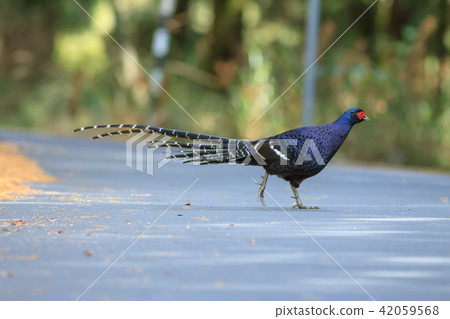 帝雉,台灣帝雉,黑長尾雉 帝雉,台灣帝雉,黑長尾雉 42059568