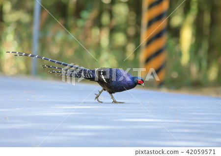 帝雉,台灣帝雉,黑長尾雉 42059571