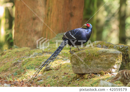 帝雉,台灣帝雉,黑長尾雉 帝雉,台灣帝雉,黑長尾雉 42059579