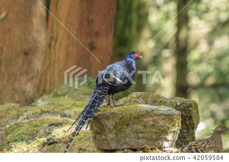 帝雉,台灣帝雉,黑長尾雉 帝雉,台灣帝雉,黑長尾雉 42059584