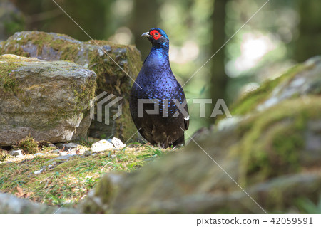 帝雉,台灣帝雉,黑長尾雉 帝雉,台灣帝雉,黑長尾雉 42059591