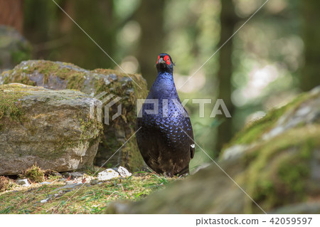 帝雉,台灣帝雉,黑長尾雉 帝雉,台灣帝雉,黑長尾雉 42059597